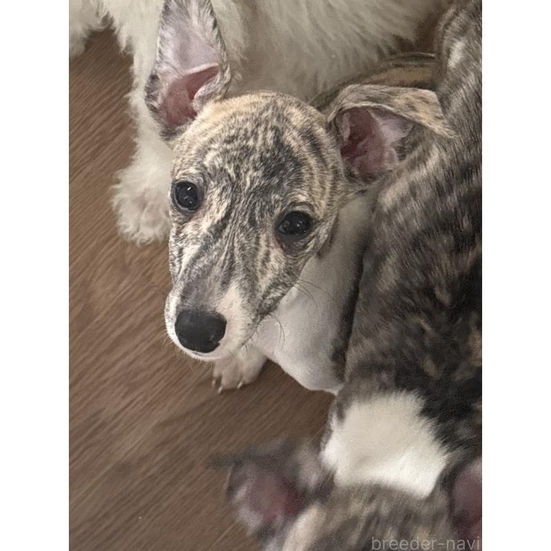 成約済の群馬県のウィペット-436462の8枚目