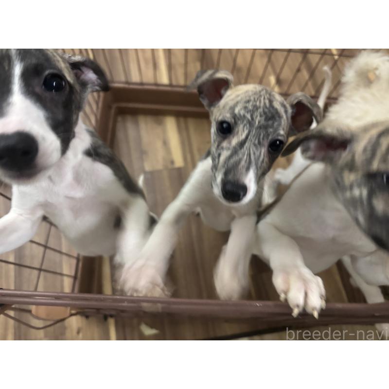 成約済の群馬県のウィペット-436462の7枚目