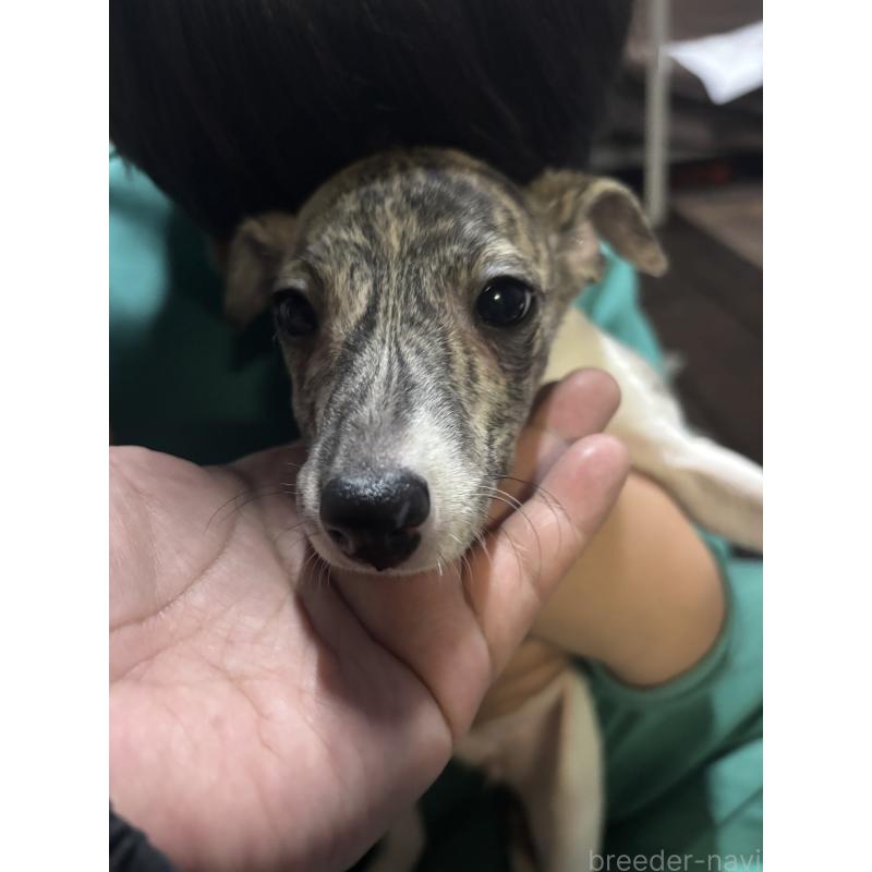 成約済の群馬県のウィペット-436462の6枚目