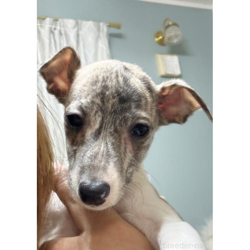 成約済の群馬県のウィペット-436462の5枚目