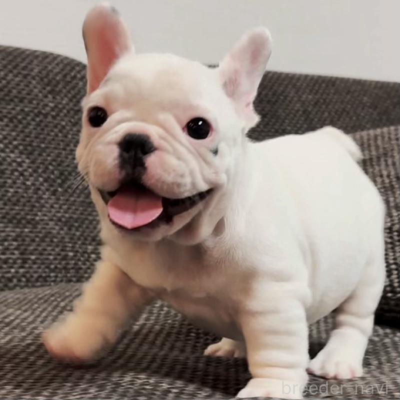 販売中の佐賀県のフレンチブルドッグ-452342の6枚目