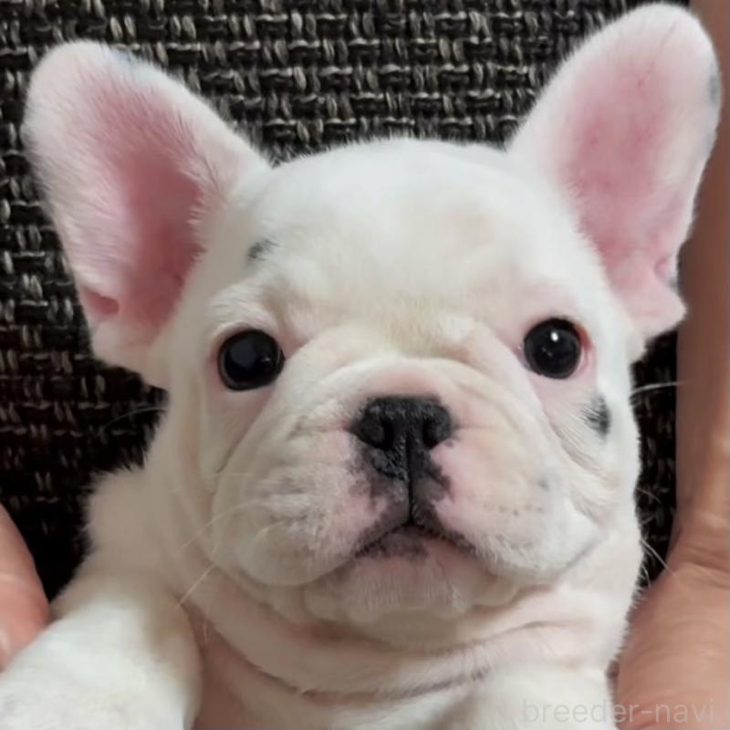 販売中の佐賀県のフレンチブルドッグ-452342の5枚目