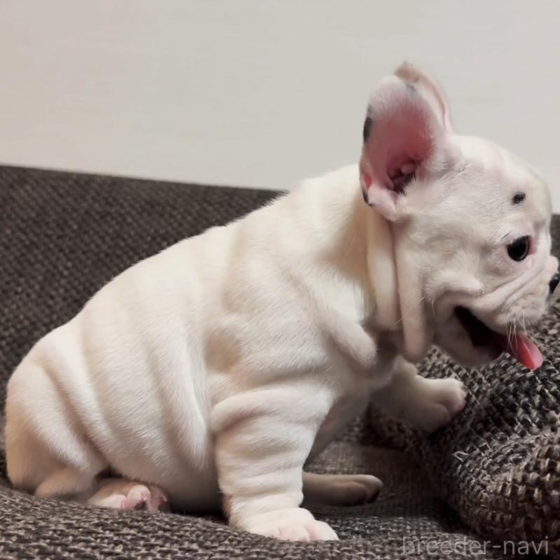 販売中の佐賀県のフレンチブルドッグ-452342の3枚目