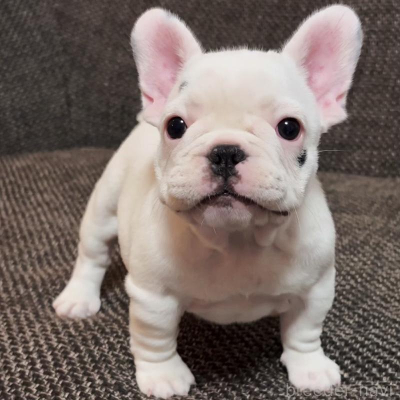 販売中の佐賀県のフレンチブルドッグ-452342の2枚目