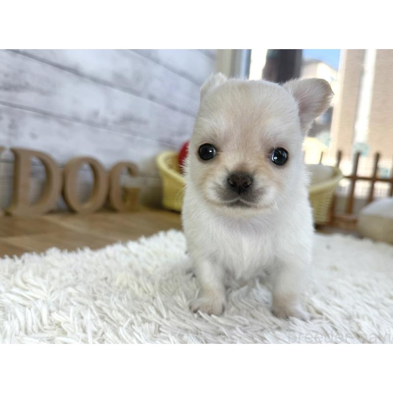 販売中の神奈川県のチワワ(ロングコート)-452336の4枚目