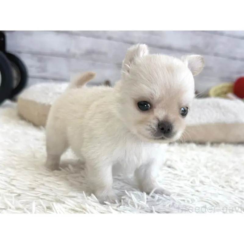 販売中の神奈川県のチワワ(ロングコート)-452336の3枚目