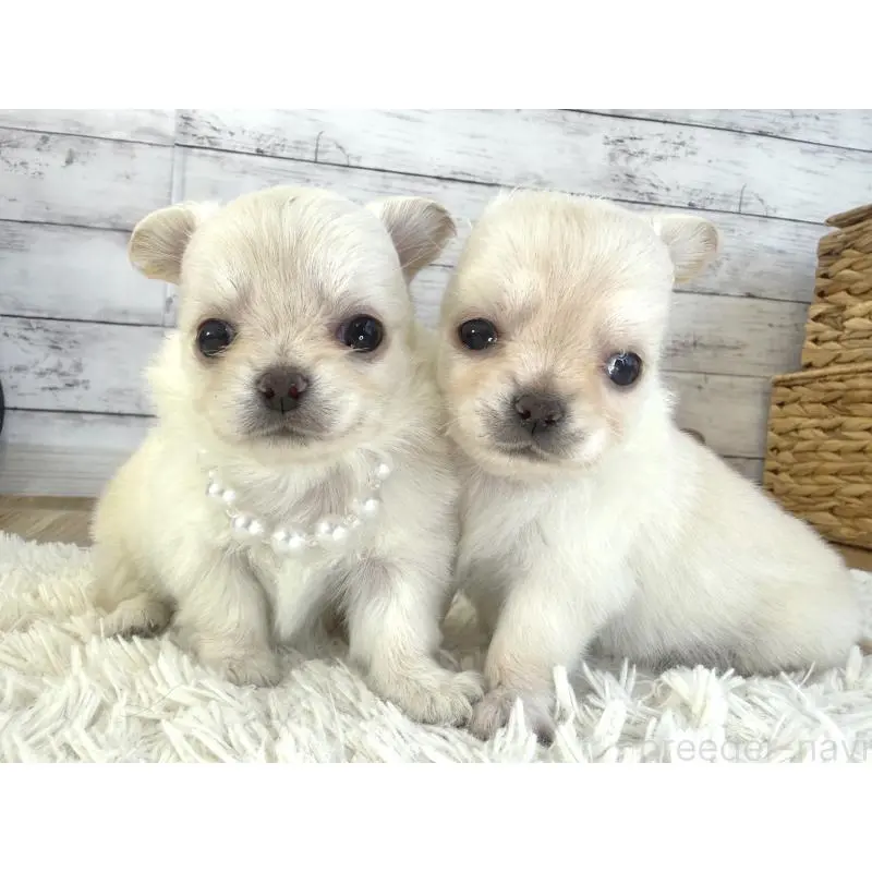 販売中の神奈川県のチワワ(ロングコート)-452336の2枚目