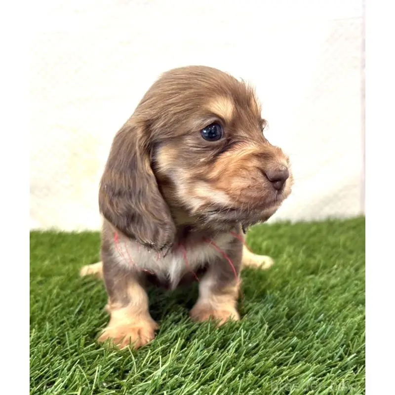 販売中の群馬県のミニチュアダックスフンド(ロングヘアード)-452337の6枚目