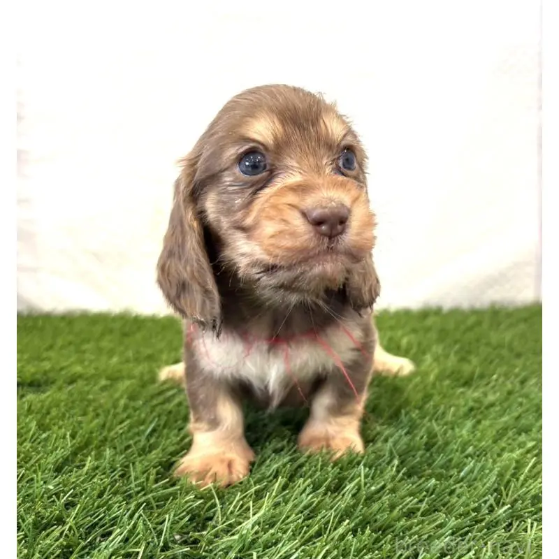 販売中の群馬県のミニチュアダックスフンド(ロングヘアード)-452337の5枚目