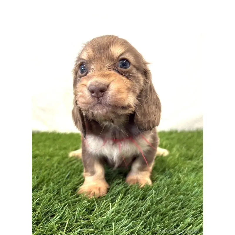 販売中の群馬県のミニチュアダックスフンド(ロングヘアード)-452337の4枚目