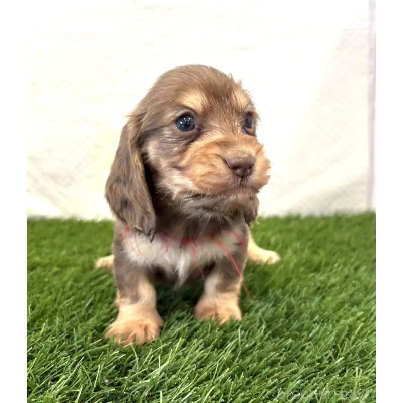 販売中の群馬県のミニチュアダックスフンド(ロングヘアード)-452337の3枚目