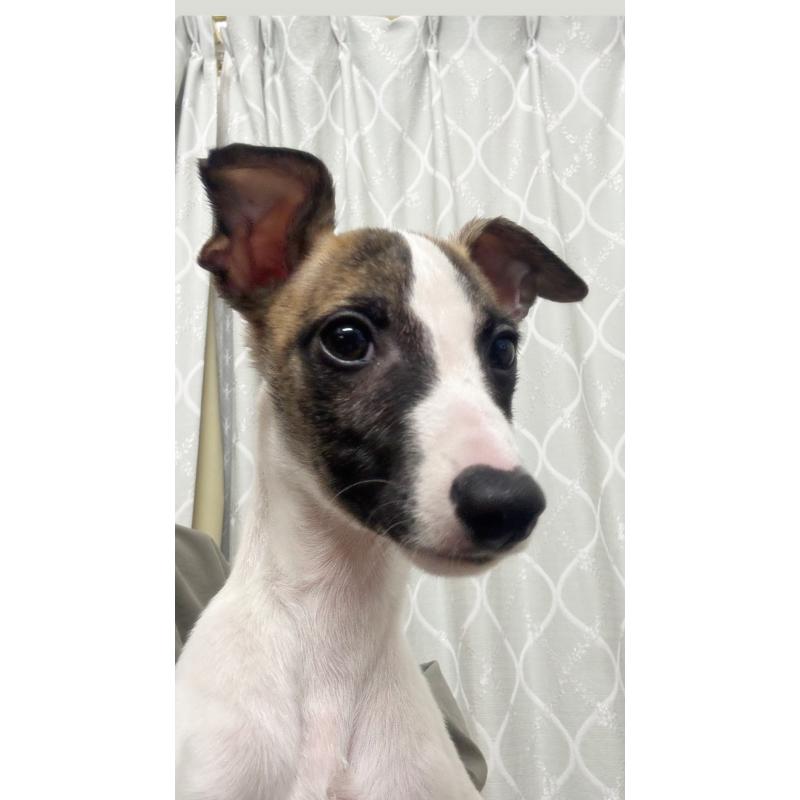 販売中の群馬県のウィペット-436879の7枚目