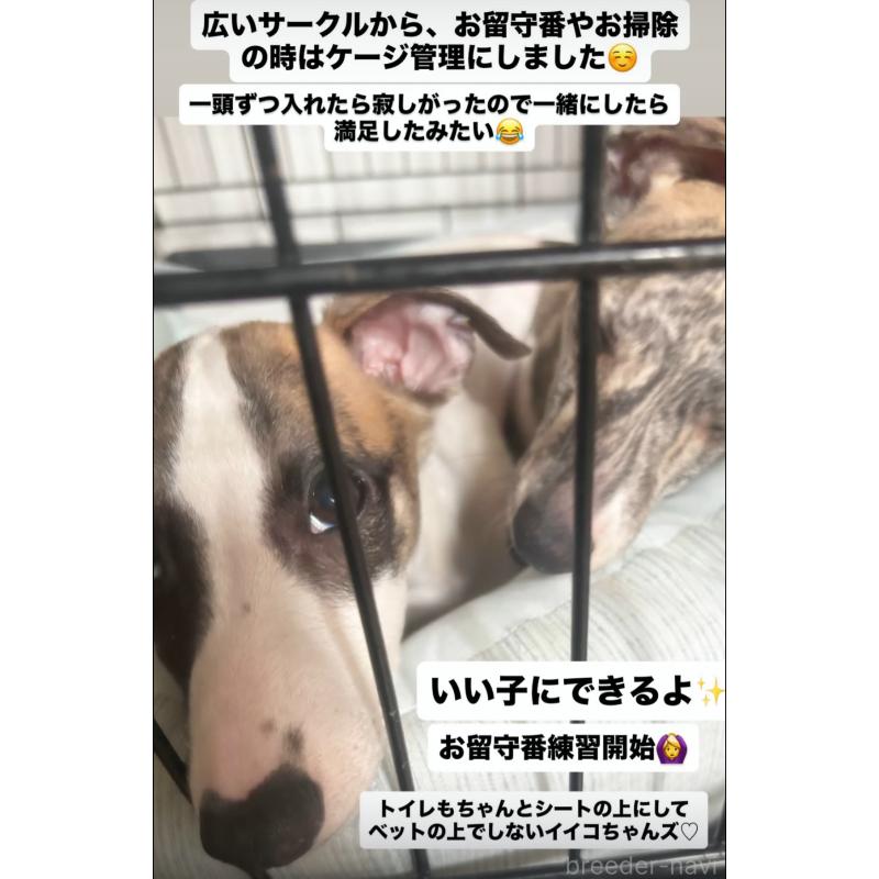 販売中の群馬県のウィペット-436879の6枚目