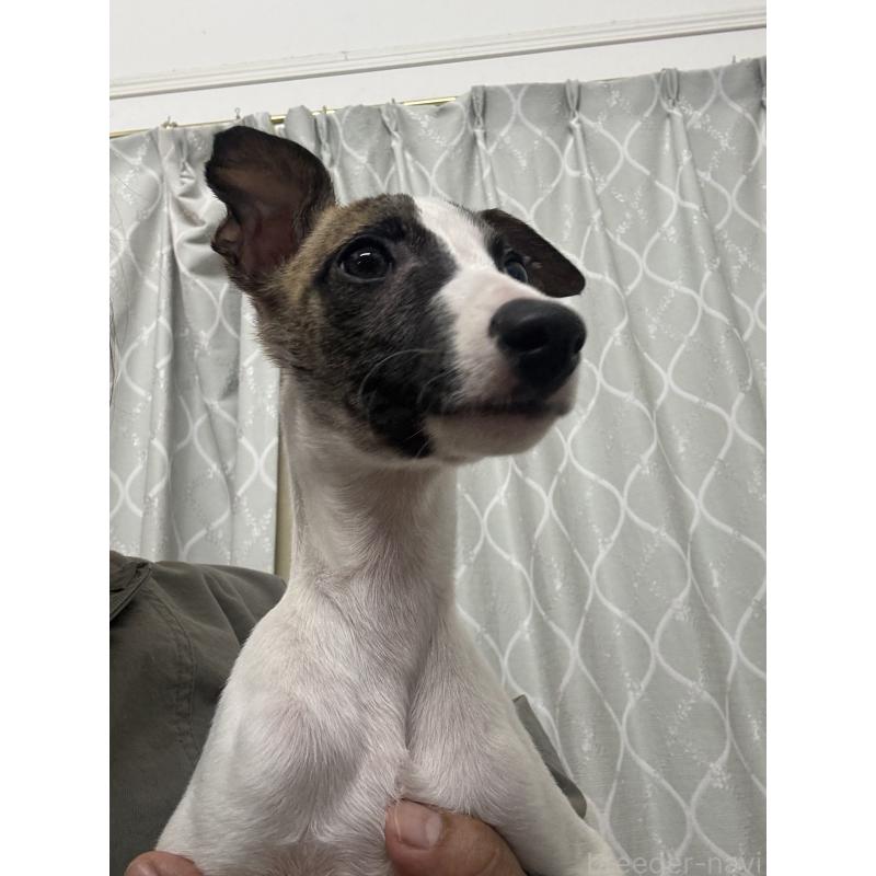 販売中の群馬県のウィペット-436879の5枚目