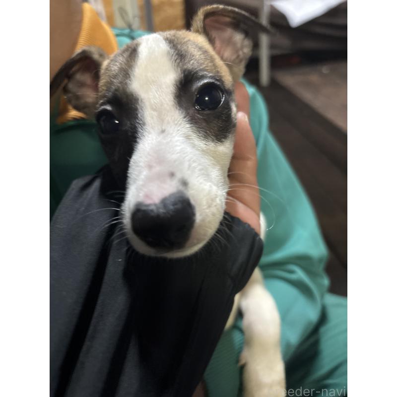 販売中の群馬県のウィペット-436879の4枚目