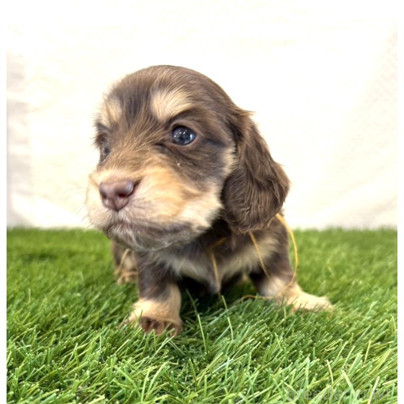 販売中の群馬県のミニチュアダックスフンド(ロングヘアード)-452338の5枚目