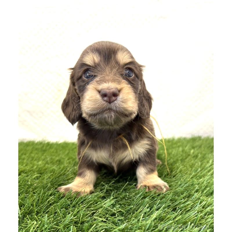 販売中の群馬県のミニチュアダックスフンド(ロングヘアード)-452338の4枚目