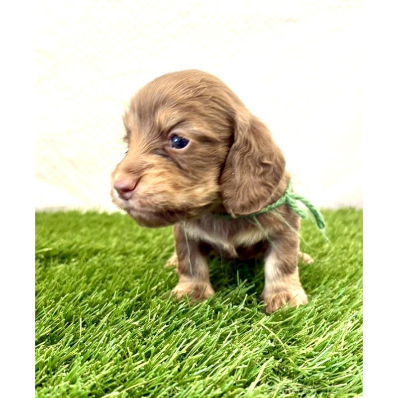 販売中の群馬県のミニチュアダックスフンド(ロングヘアード)-452340の5枚目