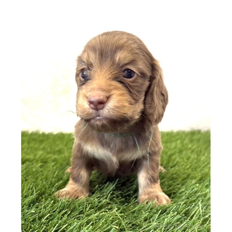 販売中の群馬県のミニチュアダックスフンド(ロングヘアード)-452340の4枚目