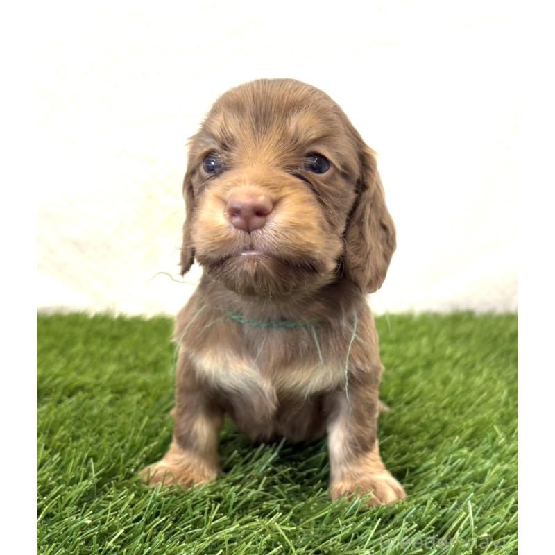 販売中の群馬県のミニチュアダックスフンド(ロングヘアード)-452340の3枚目