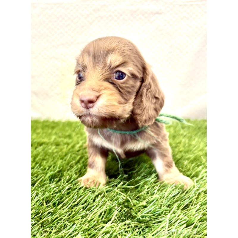 販売中の群馬県のミニチュアダックスフンド(ロングヘアード)-452340の2枚目