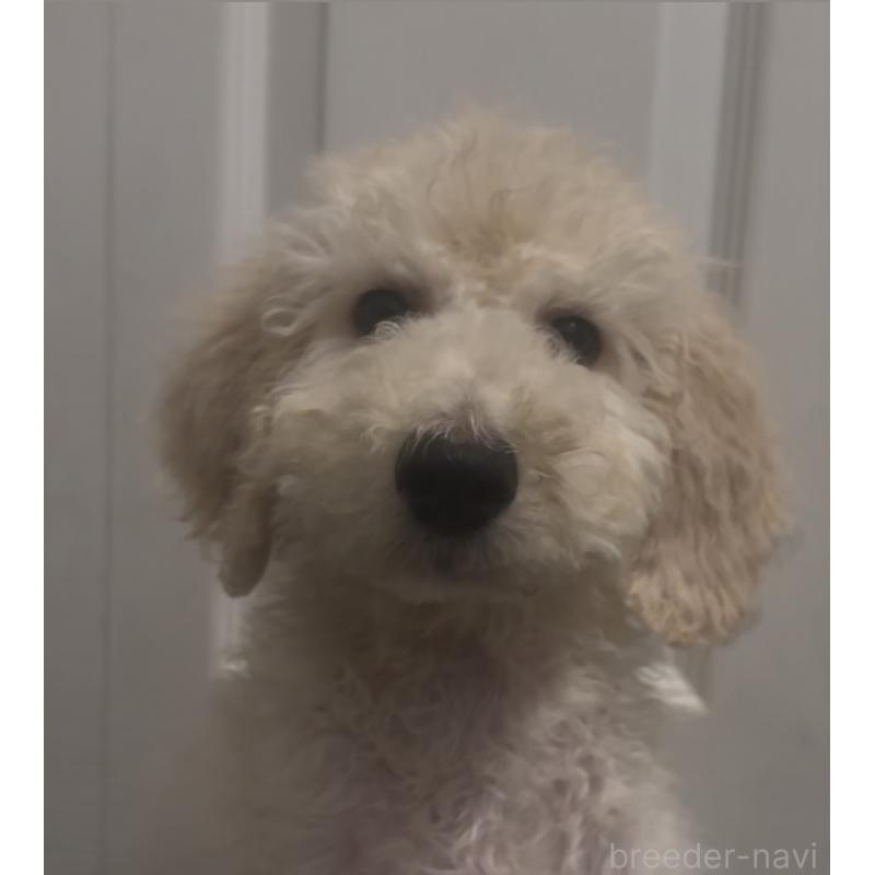 販売中の群馬県のスタンダードプードル-452339の3枚目