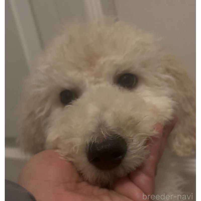 販売中の群馬県のスタンダードプードル-452339の2枚目