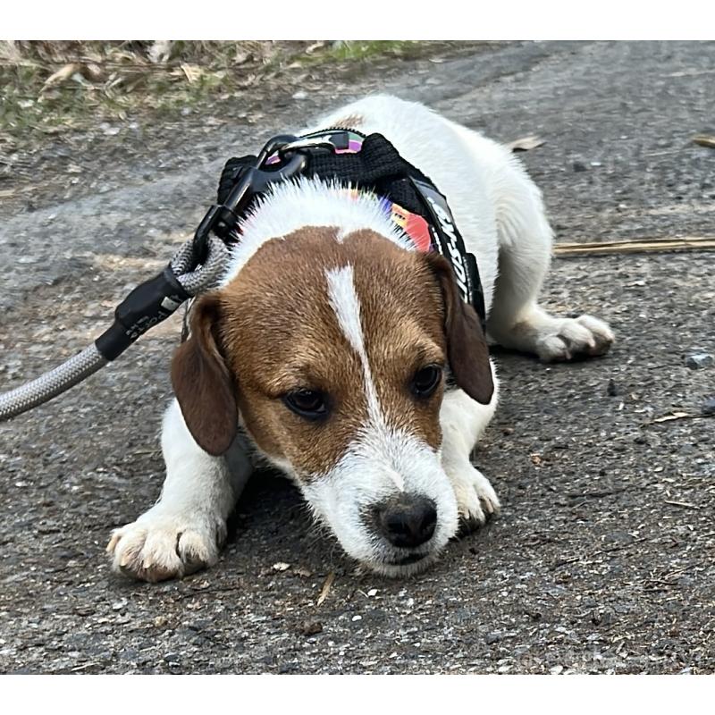 販売中の千葉県のジャックラッセルテリア-429871の2枚目