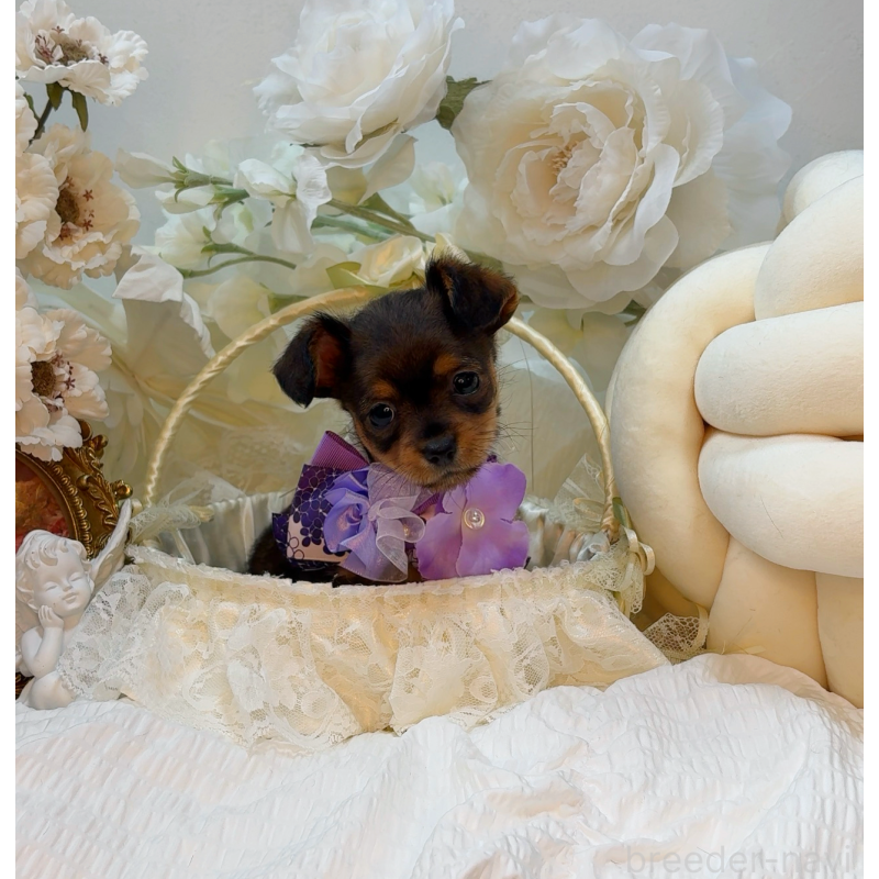 販売中の大阪府のチワプー:チワワ×トイプードル-439400の2枚目