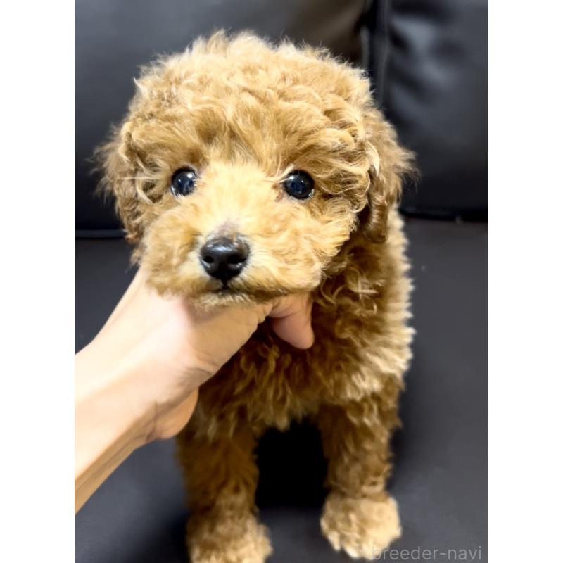 販売中の奈良県のタイニープードル-446944の2枚目