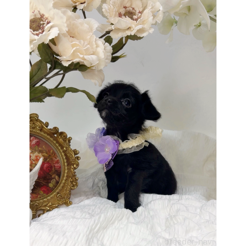 販売中の大阪府のチワプー:チワワ×トイプードル-439148の2枚目