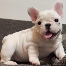 オンライン見学