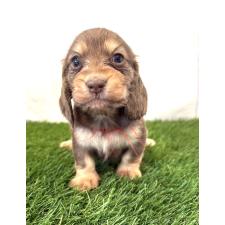 ♀︎ミニチュアダックスフンド(ロングヘアード)