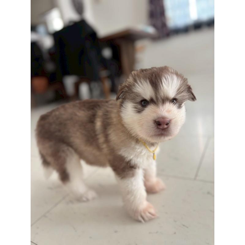 販売中の奈良県のアラスカンマラミュート-446827の11枚目