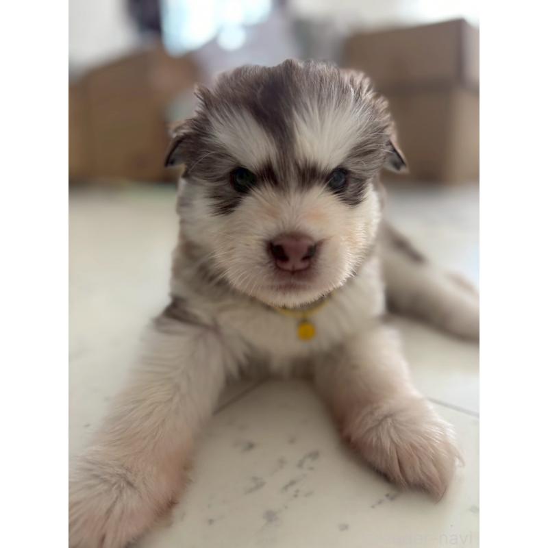 販売中の奈良県のアラスカンマラミュート-446827の10枚目