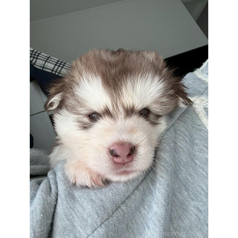 販売中の奈良県のアラスカンマラミュート-446827の9枚目