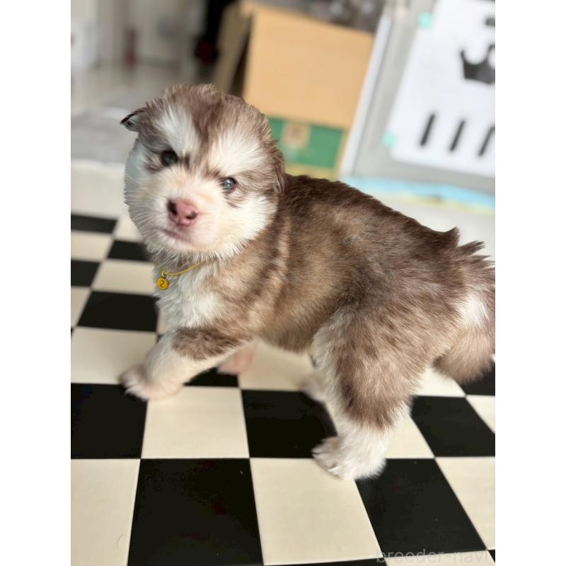 販売中の奈良県のアラスカンマラミュート-446827の8枚目