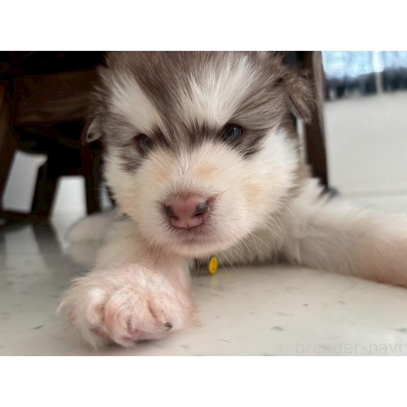 販売中の奈良県のアラスカンマラミュート-446827の7枚目