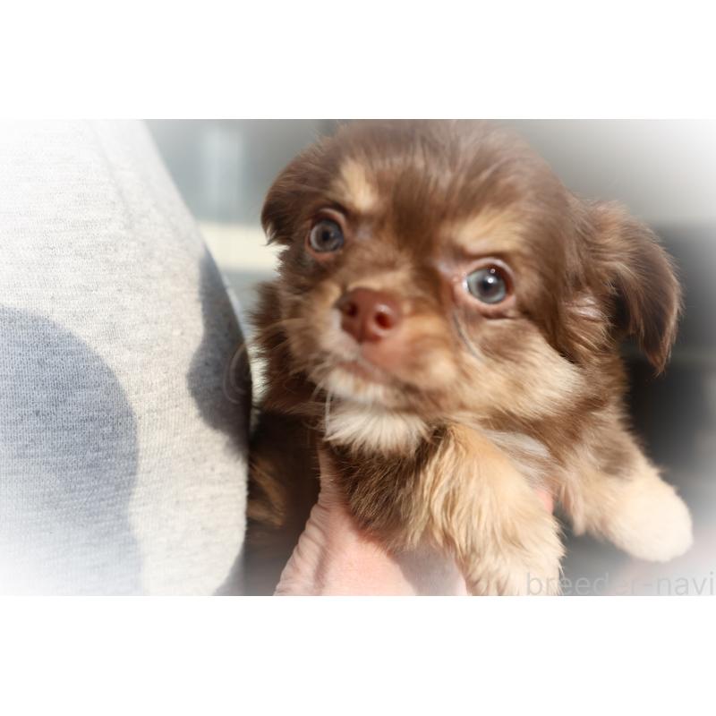 販売中の兵庫県のチワワ(ロングコート)-448855