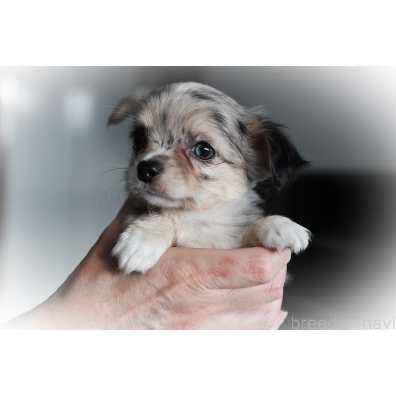 ♀︎チワワ(ロングコート)