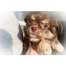 ♀︎チワワ(ロングコート)