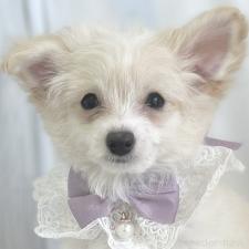 ♀︎チワプー:チワワ×トイプードル