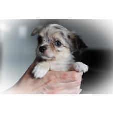 ♀︎チワワ(ロングコート)