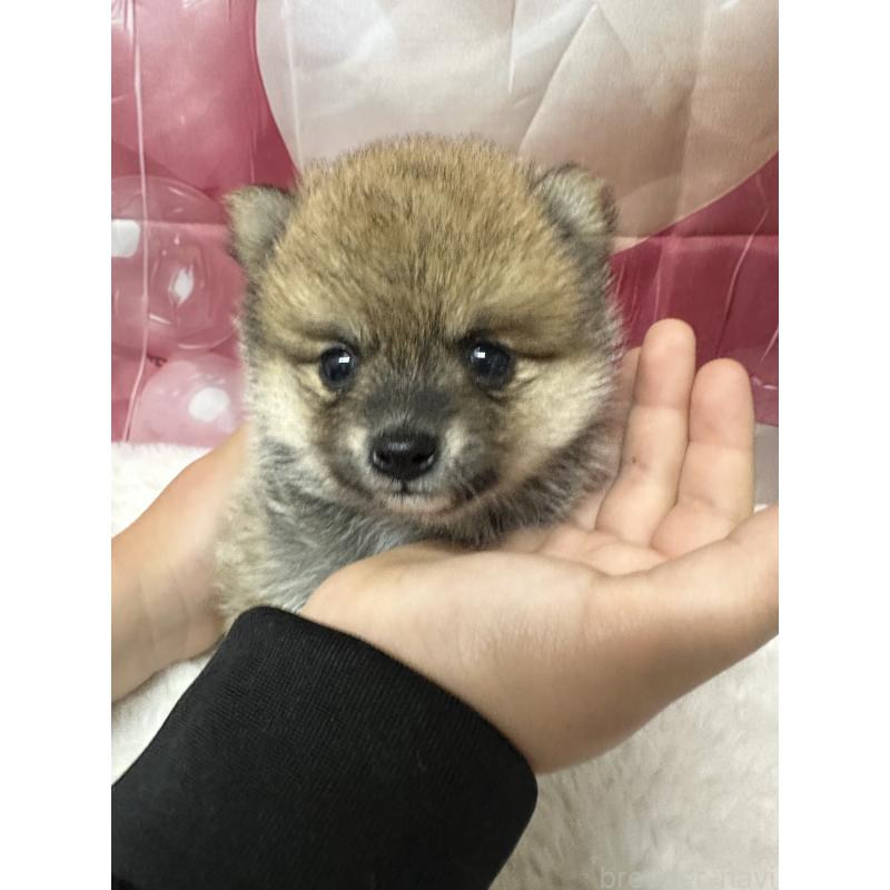 販売中の福岡県のミックス犬-452344の7枚目