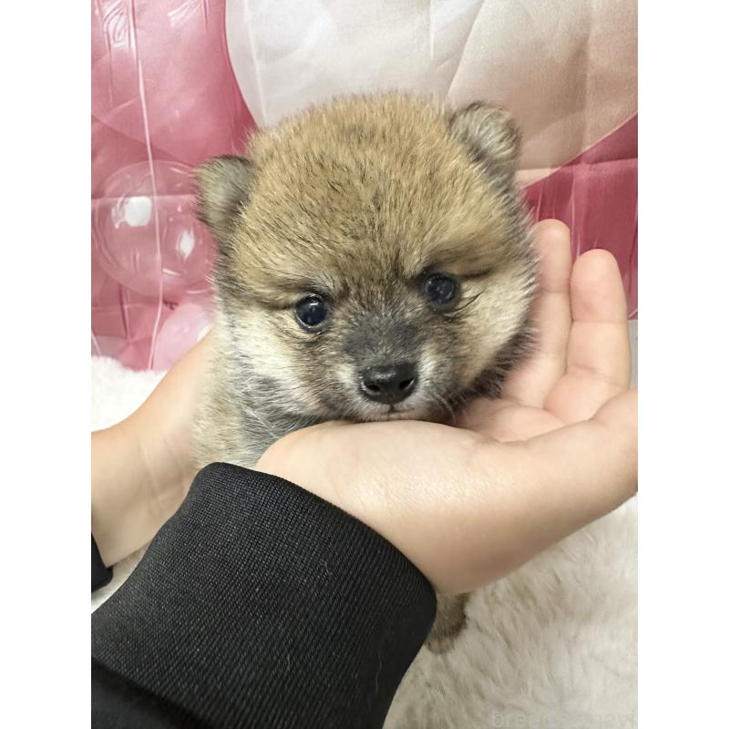 販売中の福岡県のミックス犬-452344の5枚目