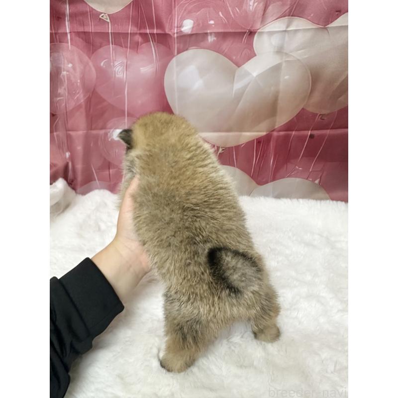 販売中の福岡県のミックス犬-452344の3枚目