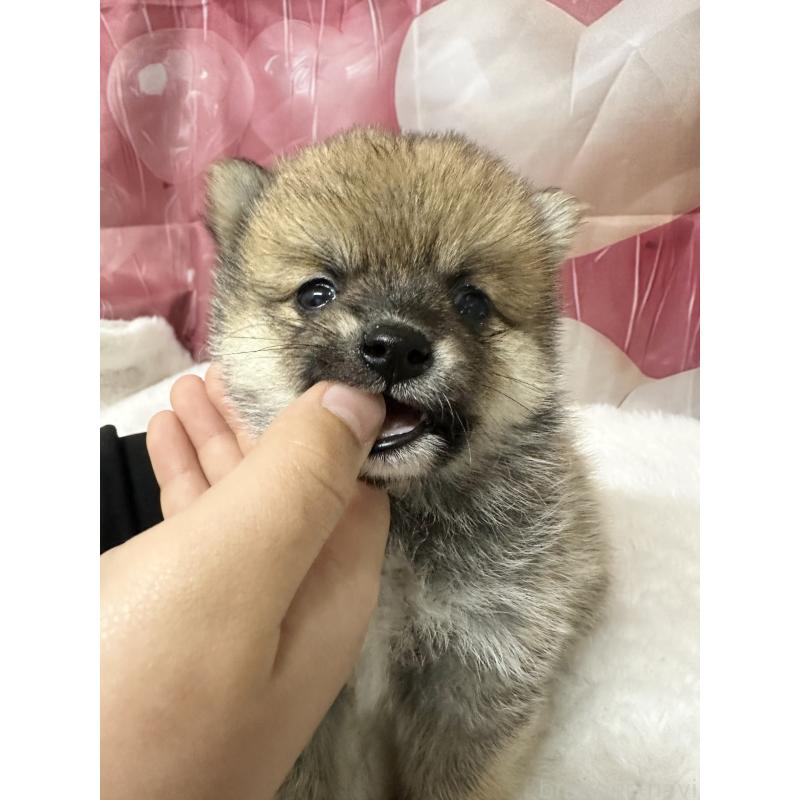 販売中の福岡県のミックス犬-452344の2枚目