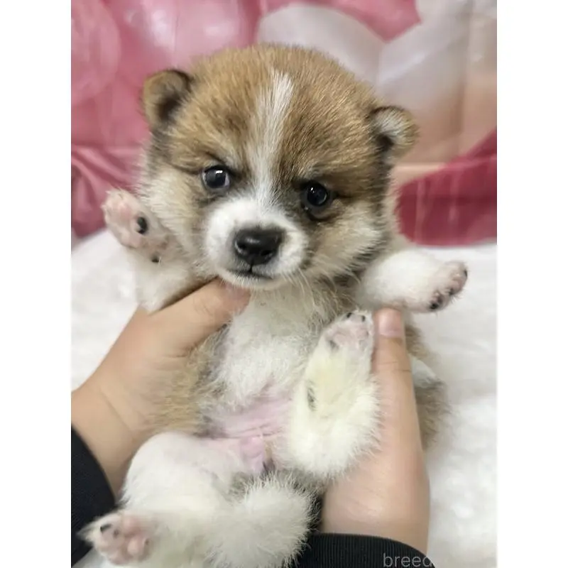 ♀︎ミックス犬