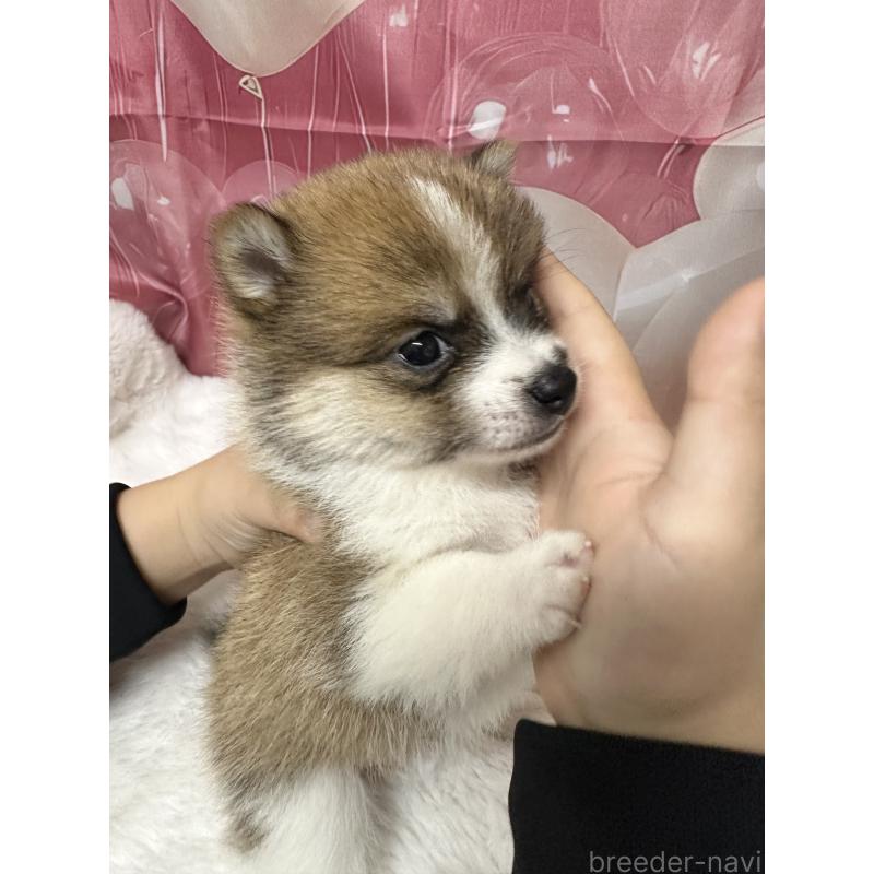 販売中の福岡県のミックス犬-452345の5枚目