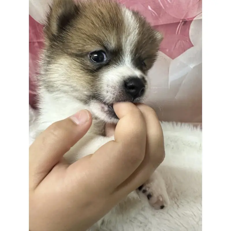 販売中の福岡県のミックス犬-452345の3枚目